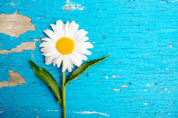 daisy flower on old wooden background. background and texture