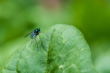 Metallic Blue Long-Legged Fly on a Spinach Leaf