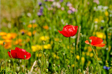 Obraz premium Three red poppy flower in a green field with various other wildflowers in different colors