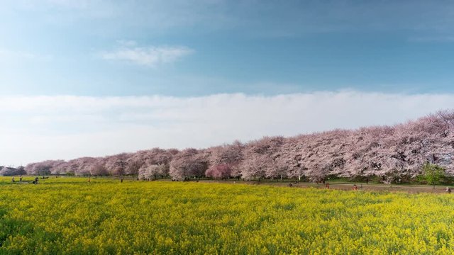 Cherry Blossoms over Fields of Rapeseed Blossoms and People Enjoying the Flowers(time lapse/tilt down)