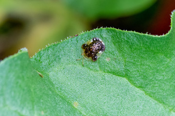 Tortoise Beetle on a Rhubarb leaf