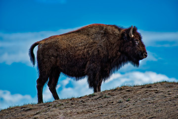 Buffalo in Profile on Ridge