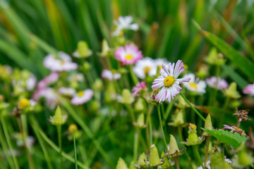 daisies in grass