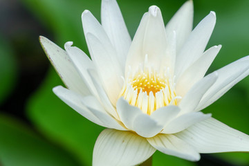 White lotus with yellow pollen on blur green leaf background. Blossom white waterlilly on nature...