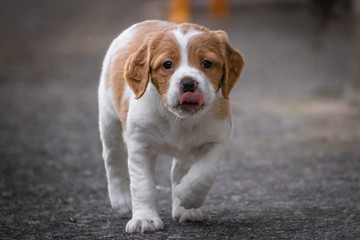 cute baby dog brittany spaniel looking at camera