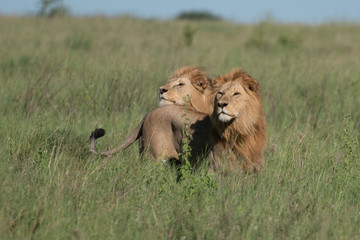 Panthera leo Big lion lying on savannah grass. Landscape with characteristic trees on the plain and hills in the background