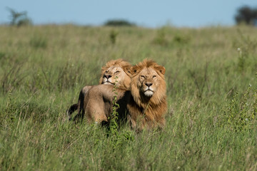 Panthera leo Big lion lying on savannah grass. Landscape with characteristic trees on the plain and hills in the background