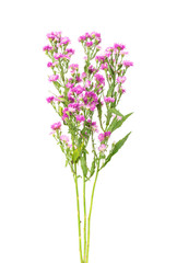 Pink flowers, small flowers on white background