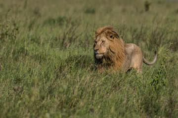 Panthera leo Big lion lying on savannah grass. Landscape with characteristic trees on the plain and hills in the background
