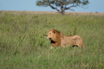 Panthera leo Big lion lying on savannah grass. Landscape with characteristic trees on the plain and hills in the background