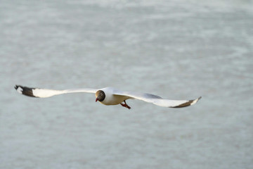 Seagull bird flying on nature background. Close up view of bird seagull flying in sky at Bangboo...