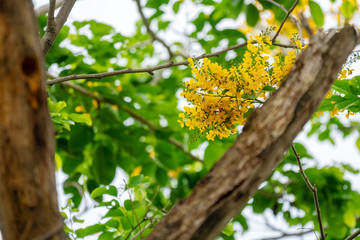 Pterocarpus macrocarpus yellow flower with the bees find food on nature background. Pterocarpus indicus Willd on green leaves blurred background. Burma padauk blooming on tree.