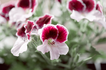 Eine wunderschöne Edelgeranie