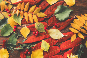 Autumn foliage. Collection of colorful fall leaves, red berries and flowers on brown wooden...