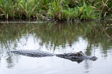Cayman in Ibera Wetlands, Argentina
