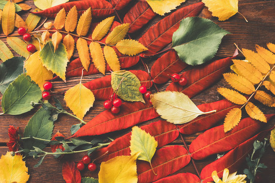 Autumn Foliage. Collection Of Colorful Fall Leaves, Red Berries And Flowers On Brown Wooden Background.