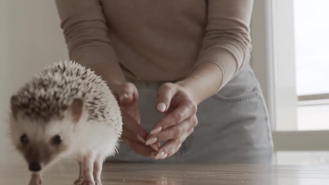 Woman Lets A Little Hedgehog Go On The Table In The Room