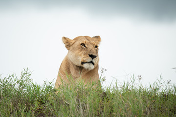 Panthera leo Big lion lying on savannah grass. Landscape with characteristic trees on the plain and hills in the background