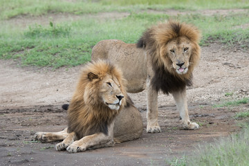 Panthera leo Big lion lying on savannah grass. Landscape with characteristic trees on the plain and hills in the background