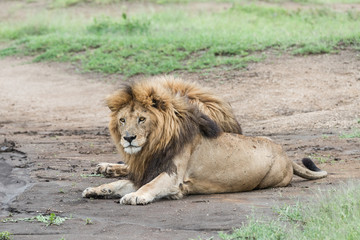 Panthera leo Big lion lying on savannah grass. Landscape with characteristic trees on the plain and hills in the background