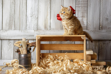 Cute kitten playing in wood shavings