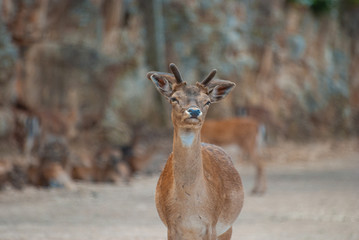 Portrait of a young antelope, with its small horns