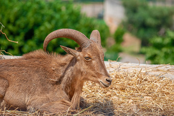 Goat with its long horns, lying on the straw
