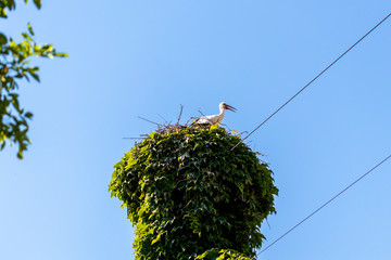 Storch im Nest