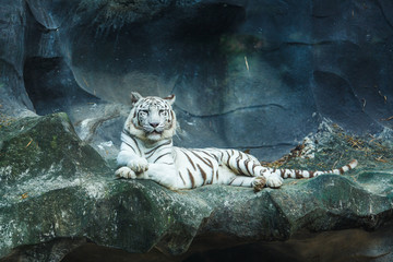 White bengal tiger looking