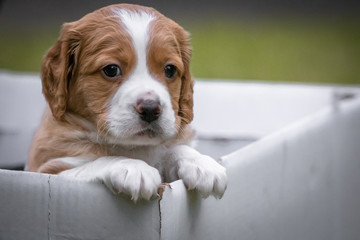 close up of cute baby brittany dog looking out of the box