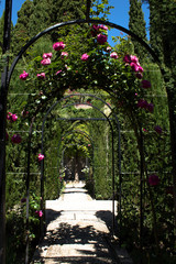 Alley of roses in the gardens of Generalife - architectural and park ensemble on the hilly terrace of the Alhambra, Granada, Andalusia, Spain