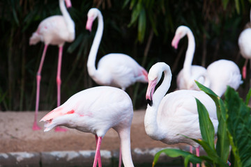 Group of pink flamingos
