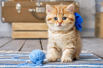 Cute kitten playing with balls of yarn © Alexandr Vasilyev