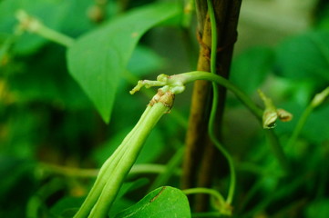 Long beans are growing