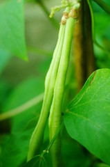 Fototapeta premium Long beans are growing