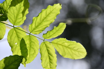 feuille verte 