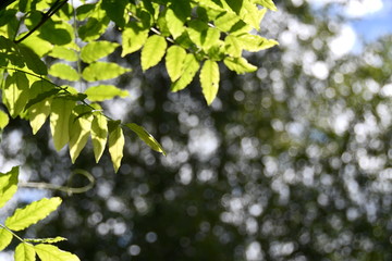 feuille bokeh