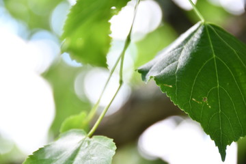 bokeh nature 