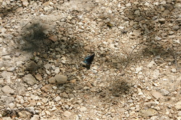 Butterfly - 0007