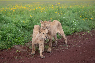 Panthera leo Big lion lying on savannah grass. Landscape with characteristic trees on the plain and hills in the background