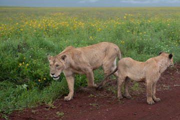 Panthera leo Big lion lying on savannah grass. Landscape with characteristic trees on the plain and hills in the background