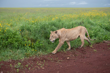 Obraz na płótnie Canvas Panthera leo Big lion lying on savannah grass. Landscape with characteristic trees on the plain and hills in the background