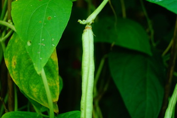 Long beans are growing