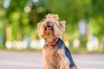 Portrait of a Yorkshire Terrier in the park. Photographed close-up with a highly blurred background.