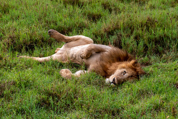 Panthera leo Big lion lying on savannah grass. Landscape with characteristic trees on the plain and hills in the background