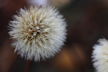 Pusteblume