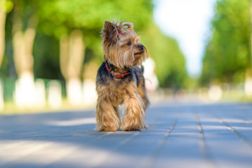 Portrait of a Yorkshire Terrier in the park. Photographed close-up with a highly blurred background.