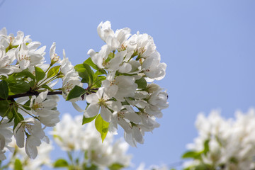 Obraz premium весна цветение яблони