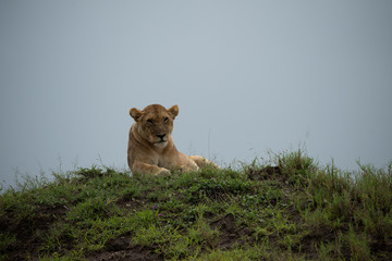 Panthera leo Big lion lying on savannah grass. Landscape with characteristic trees on the plain and hills in the background