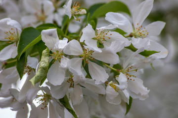 весна цветение яблони